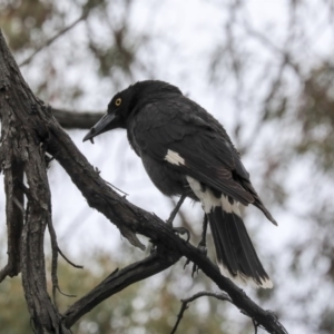 Strepera graculina at Bruce, ACT - 12 Nov 2019 09:04 AM