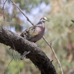 Phaps chalcoptera (Common Bronzewing) at Gossan Hill - 11 Nov 2019 by Alison Milton