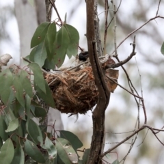 Philemon corniculatus (Noisy Friarbird) at Bruce, ACT - 12 Nov 2019 by AlisonMilton
