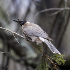 Philemon corniculatus at Bruce, ACT - 12 Nov 2019