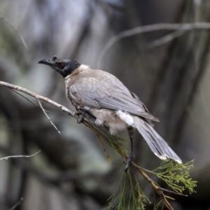 Philemon corniculatus at Bruce, ACT - 12 Nov 2019 09:35 AM