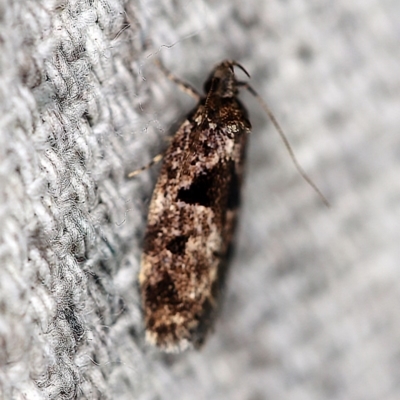 Barea melanodelta (A Barea Moth) at O'Connor, ACT - 29 Oct 2019 by ibaird