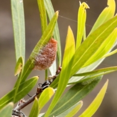 Austracantha minax (Christmas Spider, Jewel Spider) at Bruce, ACT - 12 Nov 2019 by AlisonMilton