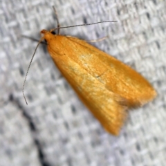Eulechria electrodes (Yellow Eulechria Moth) at O'Connor, ACT - 1 Nov 2019 by ibaird