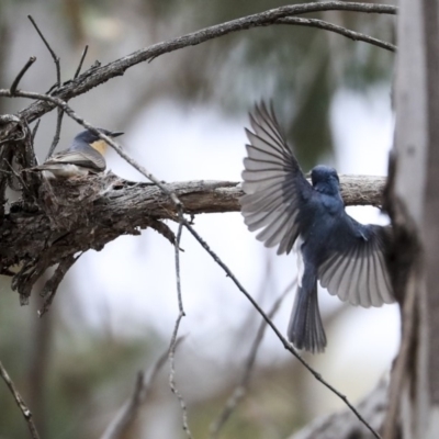 Myiagra rubecula (Leaden Flycatcher) at Bruce, ACT - 12 Nov 2019 by AlisonMilton