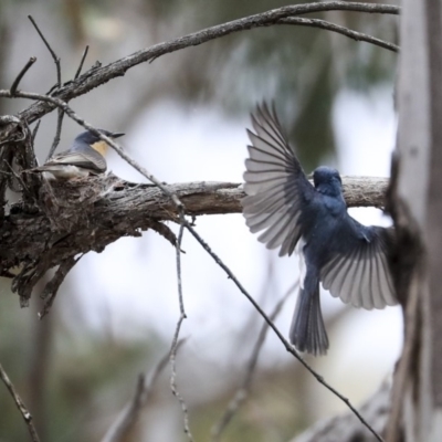 Myiagra rubecula (Leaden Flycatcher) at Bruce, ACT - 11 Nov 2019 by AlisonMilton