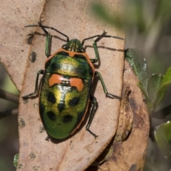 Scutiphora pedicellata (Metallic Jewel Bug) at Hackett, ACT - 9 Nov 2019 by AlisonMilton