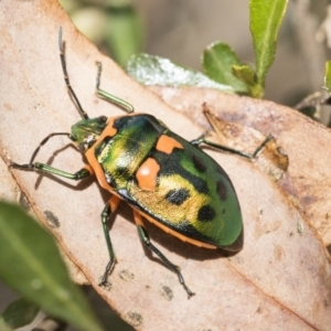 Scutiphora pedicellata at Hackett, ACT - 9 Nov 2019 12:18 PM