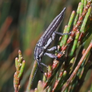 Rhinotia sp. (genus) at Wyanbene, NSW - 19 Nov 2019 05:54 PM