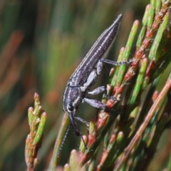 Rhinotia sp. (genus) (Unidentified Rhinotia weevil) at Wyanbene, NSW - 19 Nov 2019 by Harrisi