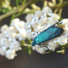 Pollanisus (genus) (A Forester Moth) at QPRC LGA - 19 Nov 2019 by Harrisi