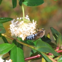 Bembix sp. (genus) (Unidentified Bembix sand wasp) at QPRC LGA - 19 Nov 2019 by Harrisi