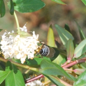 Bembix sp. (genus) at Rossi, NSW - 19 Nov 2019 04:06 PM