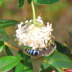 Bembix sp. (genus) at Rossi, NSW - 19 Nov 2019