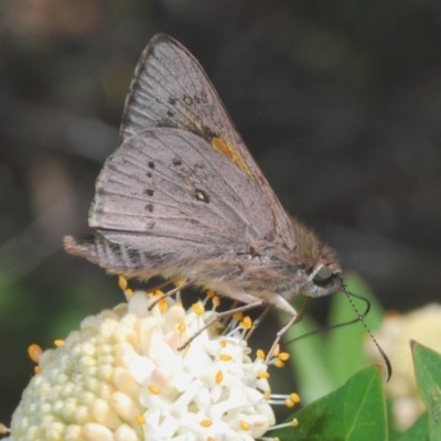 Hesperilla donnysa (Varied Sedge-skipper) at QPRC LGA - 19 Nov 2019 by Harrisi