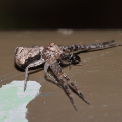 Tmarus cinerascens (Ashy crab spider) at Acton, ACT - 15 Nov 2019 by TimL