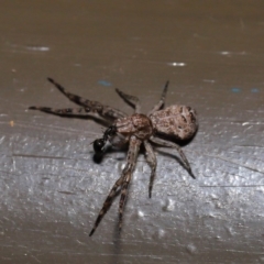 Tmarus cinerascens at Acton, ACT - 15 Nov 2019