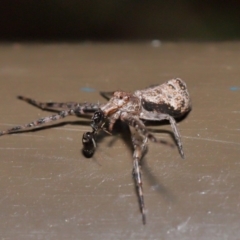 Tmarus cinerascens at Acton, ACT - 15 Nov 2019