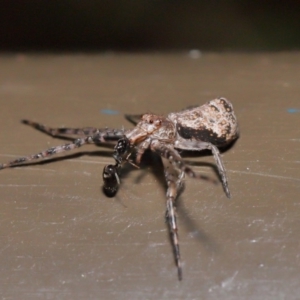 Tmarus cinerascens at Acton, ACT - 15 Nov 2019 01:34 PM