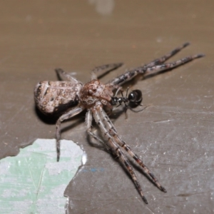 Tmarus cinerascens at Acton, ACT - 15 Nov 2019