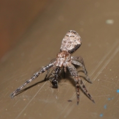 Tmarus cinerascens at Acton, ACT - 15 Nov 2019