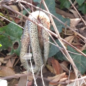 Pseudonaja textilis at Karabar, NSW - 21 Nov 2019 03:52 PM