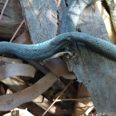 Pseudonaja textilis (Eastern Brown Snake) at Karabar, NSW - 21 Nov 2019 by LyndalT