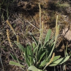 Plantago varia (Native Plaintain) at Gigerline Nature Reserve - 11 Nov 2019 by michaelb