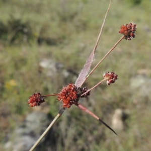 Luzula densiflora at Tennent, ACT - 11 Nov 2019 06:27 PM