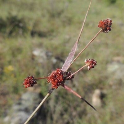 Luzula densiflora (Dense Wood-rush) at Tennent, ACT - 11 Nov 2019 by MichaelBedingfield