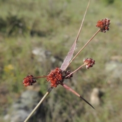 Luzula densiflora (Dense Wood-rush) at Gigerline Nature Reserve - 11 Nov 2019 by michaelb