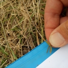 Acrida conica (Giant green slantface) at Gungahlin, ACT - 22 Nov 2019 by samreid007