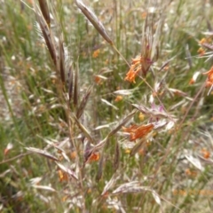 Rytidosperma pallidum (Red-anther Wallaby Grass) at Molonglo Valley, ACT - 21 Nov 2019 by AndyRussell