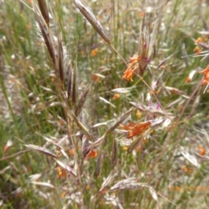 Rytidosperma pallidum at Molonglo Valley, ACT - 21 Nov 2019