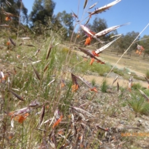 Rytidosperma pallidum at Molonglo Valley, ACT - 21 Nov 2019