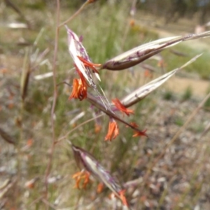 Rytidosperma pallidum at Molonglo Valley, ACT - 21 Nov 2019