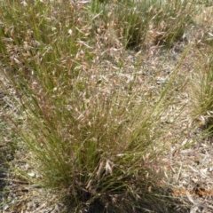 Rytidosperma pallidum at Molonglo Valley, ACT - 21 Nov 2019