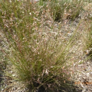 Rytidosperma pallidum at Molonglo Valley, ACT - 21 Nov 2019