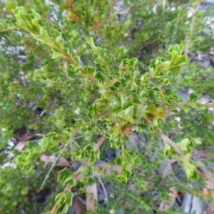 Dodonaea procumbens at Molonglo Valley, ACT - 21 Nov 2019 08:30 AM