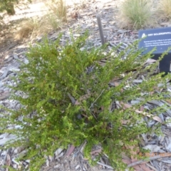 Dodonaea procumbens at Molonglo Valley, ACT - 21 Nov 2019