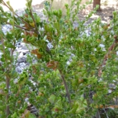 Dodonaea procumbens at Molonglo Valley, ACT - 21 Nov 2019