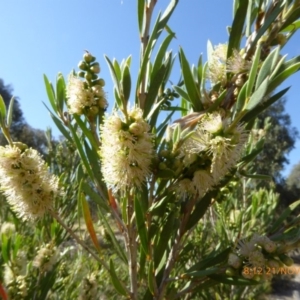 Callistemon pallidus at Molonglo Valley, ACT - 21 Nov 2019