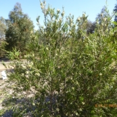 Callistemon pallidus at Molonglo Valley, ACT - 21 Nov 2019