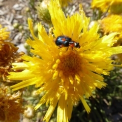 Dicranolaius villosus (Melyrid flower beetle) at Molonglo Valley, ACT - 31 Oct 2019 by AndyRussell