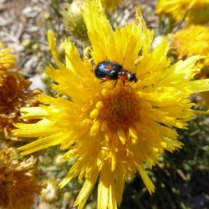 Dicranolaius villosus at Molonglo Valley, ACT - 31 Oct 2019 08:26 AM