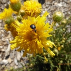 Dicranolaius villosus at Molonglo Valley, ACT - 31 Oct 2019 08:26 AM