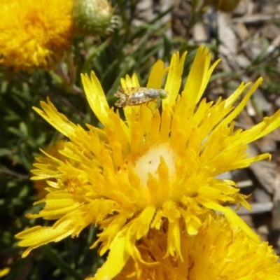 Tephritidae sp. (family) (Unidentified Fruit or Seed fly) at Sth Tablelands Ecosystem Park - 30 Oct 2019 by AndyRussell