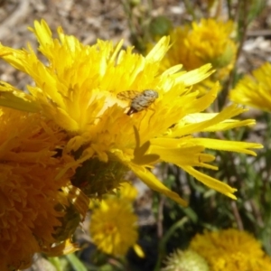 Tephritidae sp. (family) at Molonglo Valley, ACT - 31 Oct 2019 08:25 AM