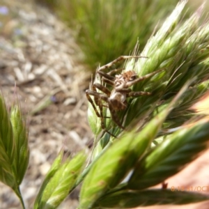 Araneus sp. (genus) at Molonglo Valley, ACT - 31 Oct 2019