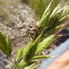 Araneus sp. (genus) at Molonglo Valley, ACT - 31 Oct 2019